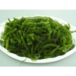 Seagrapes