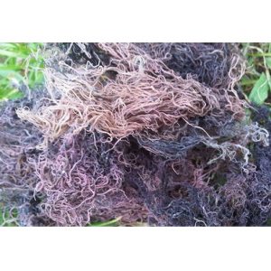 Gracilaria Seaweed