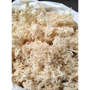 Cottonii (Irish Moss)
