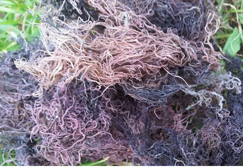 Gracilaria Seaweed